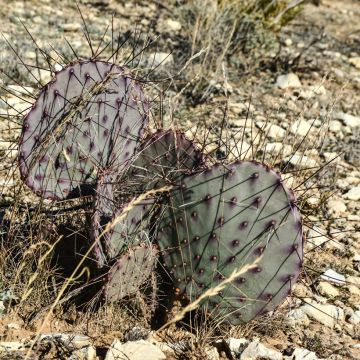 Opuntia macrocentra - Cactus
