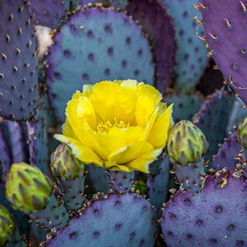 Opuntia santa-rita - Fico d' India