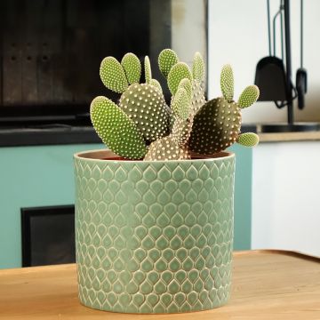 Opuntia microdasys var. albispina - Fico d'India