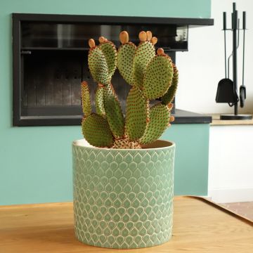 Opuntia microdasys var. rufida - Fico d'India
