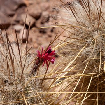 Cactus - Oreocereus leucotrichus 