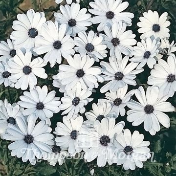 Osteospermum Glistening White