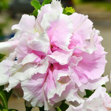 Petunia Cascade Pink Orchid Mist