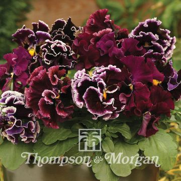 Viola Chalon Supreme Wildberry Mixed - Viola del pensiero