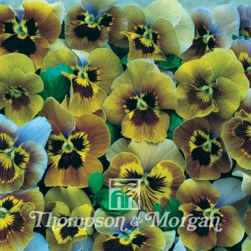 Viola Envy