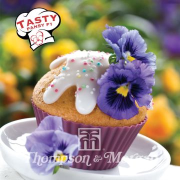 Viola Tasty