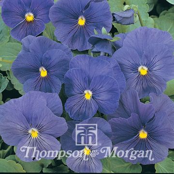 Viola True Blue
