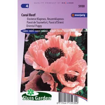 Papaver orientale Coral Reef (semi)