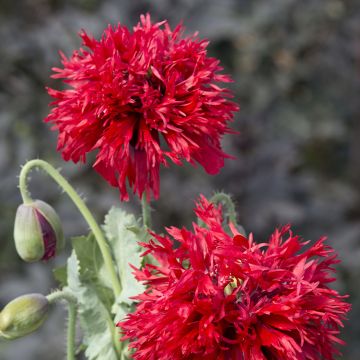Papavero da oppio Crimson Feathers