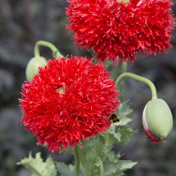 Papavero da oppio Scarlet