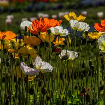 Papaver nudicaule Artist’s Glory