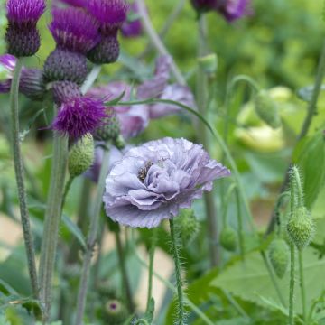 Papavero comune Amazing Grey