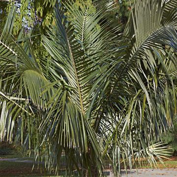 Parajubaea torallyi
