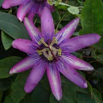 Passiflora Violacea