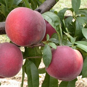 Pesco Anita