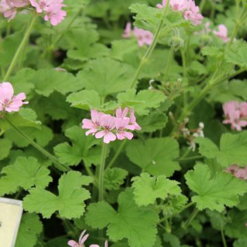 Pelargonium Attar of Roses*
