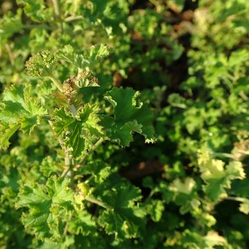 Pelargonium crispum Peach Cream