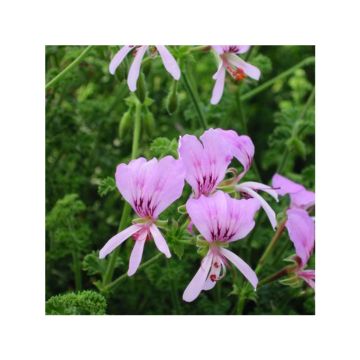 Pelargonium crispum Minor
