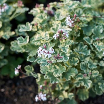 Pelargonium fragrans Variegatum - Pelargonio odoroso