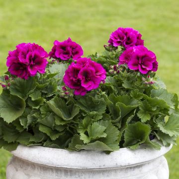 Pelargonium Burghi