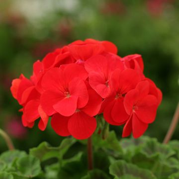 Pelargonium F2 Scarlet