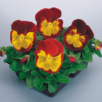 Viola Cats Red & Gold