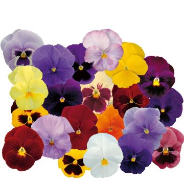 Viola F1 Suprême Mix