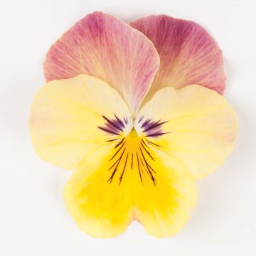 Viola Cool Wave Pink Yellow Bicolore