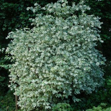 Philadelphus Variegatus - Fior d'angiolo