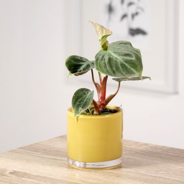 Filodendro - Philodendron El Choco Red