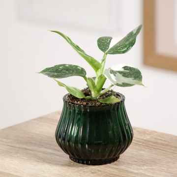 Filodendro - Philodendron White Wizard