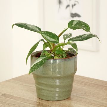 Filodendro - Philodendron White Princess