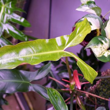 Filodendro - Philodendron mexicanum