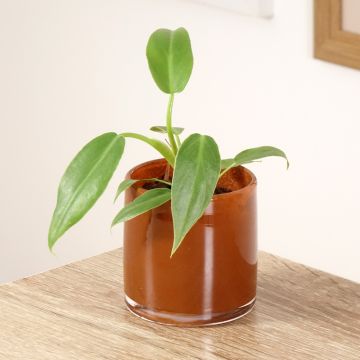 Filodendro - Philodendron radiatum