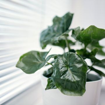 Filodendro - Philodendron Jungle (selloum x goeldii)