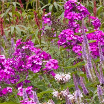 Phlox paniculata Judy