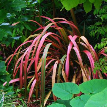 Phormium Jester - Lino della Nuova Zelanda