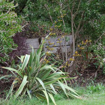 Phormium cookianum subsp. hookeri Tricolor Phormium cookianum subsp. hookeri Tricolor