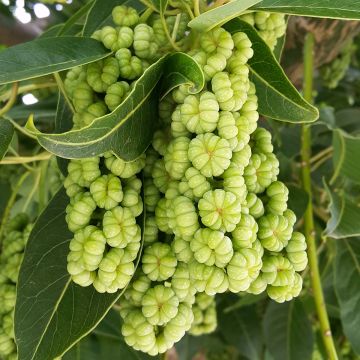 Phytolacca dioica