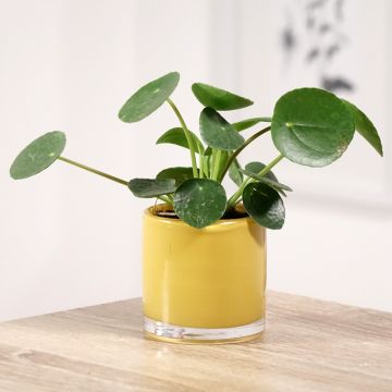 Pianta delle monete - Pilea peperomioides
