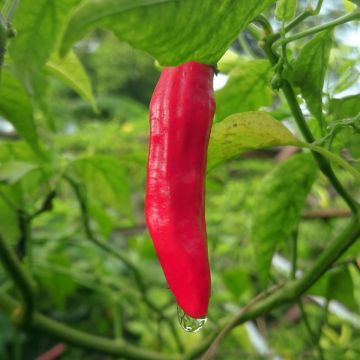 Peperoncino Sucette De Provence