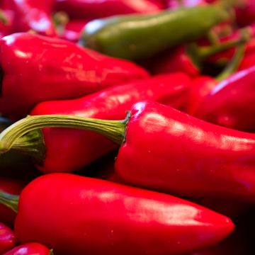 Peperoncino Gorria