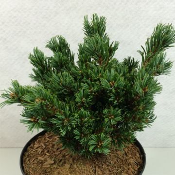 Pinus parviflora Beran