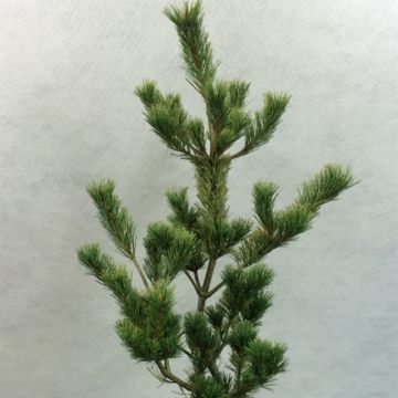 Pinus parviflora Ogon Goye