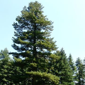 Pinus peuce