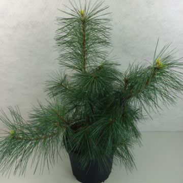 Pinus strobus Wendy - Pino strobo