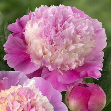 Peonia erbacea She's my star