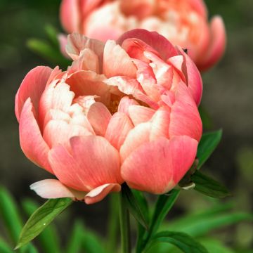 Peonia erbacea Coral Charm