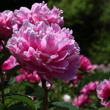 Peonia erbacea Jacorma