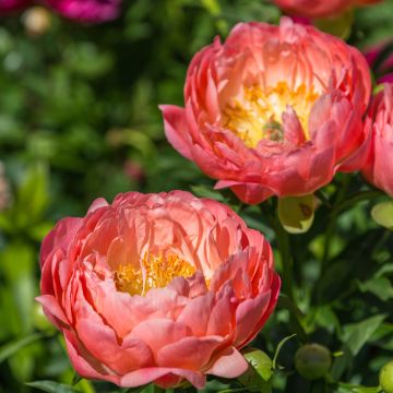 Peonia erbacea Pink Hawaiian Coral
